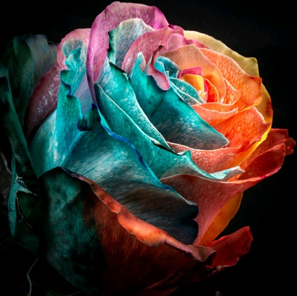 Meet your Posher, Anesha - Picture 1 of 1